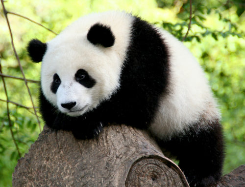 Google Panda 4.0 vuelve a primar los contenidos de calidad